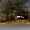 Racek chechtavy - Chroicocephalus ridibundus - Black-headed Gull 5751